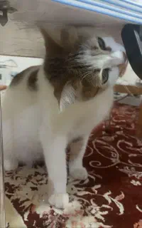 واگذار گربه