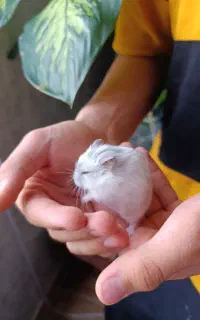 ۳ عدد همستر