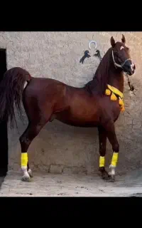 اسب نریان سلطنتی