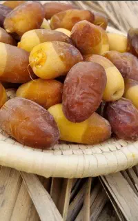خرما و رطب جنوب