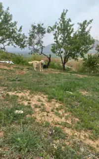 سگ گم شده