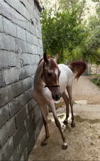 کره اسب مادیان