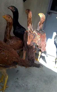 لاری نصل دار 6عدد
