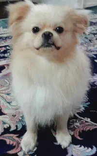 سگ اپارتمانی