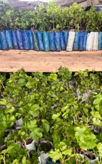 مزرعه انگور رضازاده