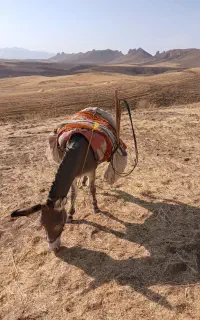 یک راس الاغ گله ای به شرط گله از گله جدا نشود
