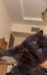 توله پرشین اسکاتیش مشکی