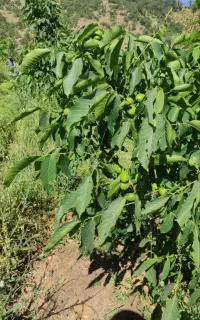 فروش نهال اصلاح