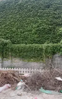 باغبانی خود را به ما بسپارید