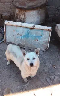 سگ چسی