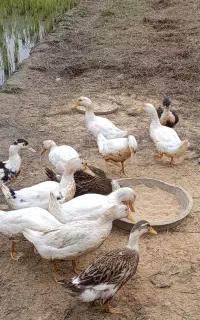 اردک گوشتی بالغ