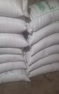 گندم بذر