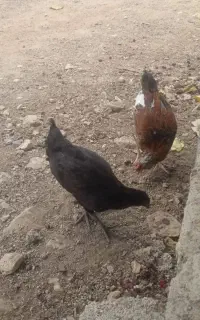 حراج جوجه محلی ۶ماهه فقط ۷۵۰