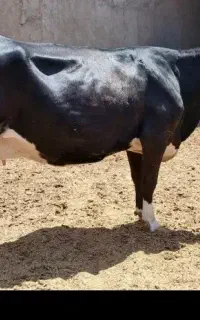 گاو