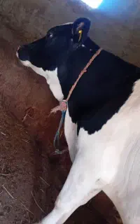 گاو