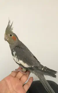 پرنده