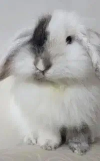 واگذاری خرگوش با قفس
