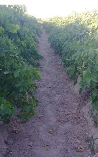 پخت شیره انگور نصفه ای