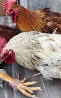 خروس جوان