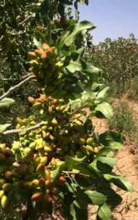 نیازمند کارگر