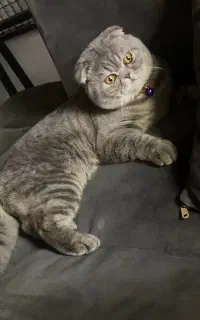 گربه اسکاتیش فولد نر برای جفت گیری هست