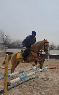 فروش اسب ترکمن