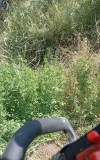 بیده زرند سربنان