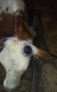 سم تراشی و شاخ بری گاو و گوساله