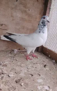 کبوتر غریب