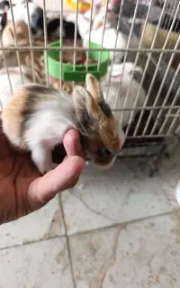 خرگوش