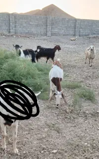 بز و بزغاله