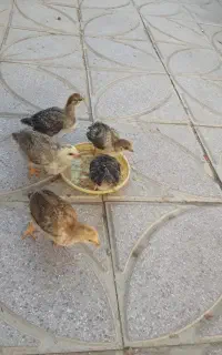 مرغ کرچ با ۷تاجوجه