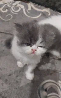 گربه پرشین ناز نازی