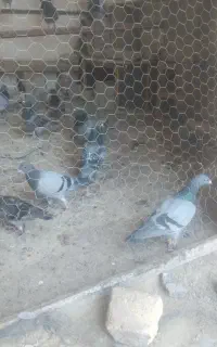 جوجه مسافتی