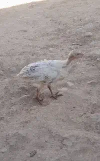 بوقلمو