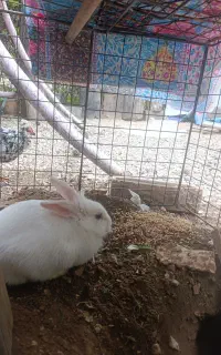 خرگوش ماده سفید یکدست تروتمیز