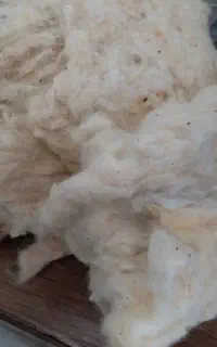 چند کیلو پنبه مرقوب و استفادنشد