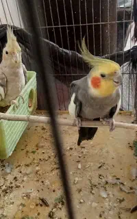 عروس هلندی زیبا