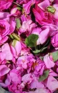 گلاب درجه یک