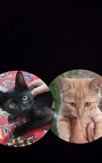 بچه گربه