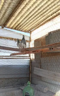 کبوتر نروماده کهنه
