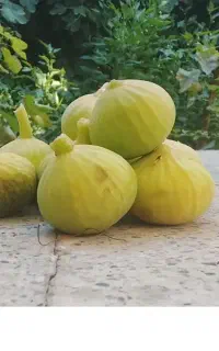 انجیر ارومیه