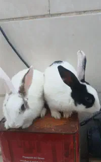 دو عدد خرگوش بازیگوش