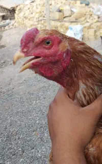 خروس لاری تاج مهر  جنس ناب
