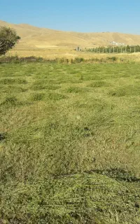 یونجه درجه یک کانی آب