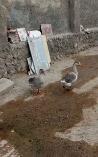 یک جفت غاز از نژاده غو غاز