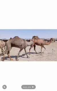 شتر بلوچی
