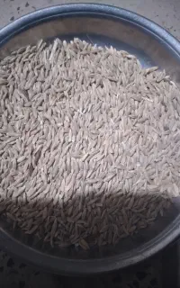 جومحلی