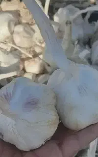 سیر درجه یک