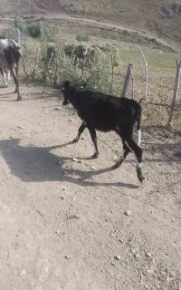 گوساله